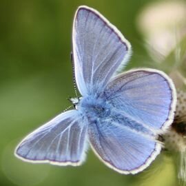 Mokum Outstanding mini - Icarusblauwtje 